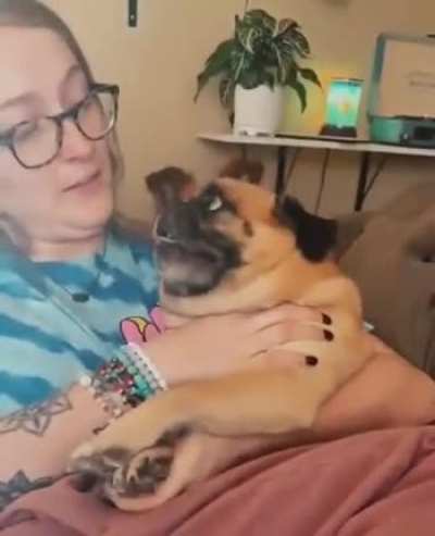Screaming dog