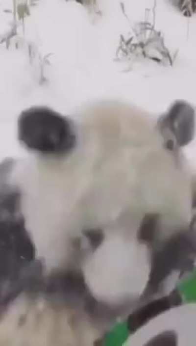 Incoming panda