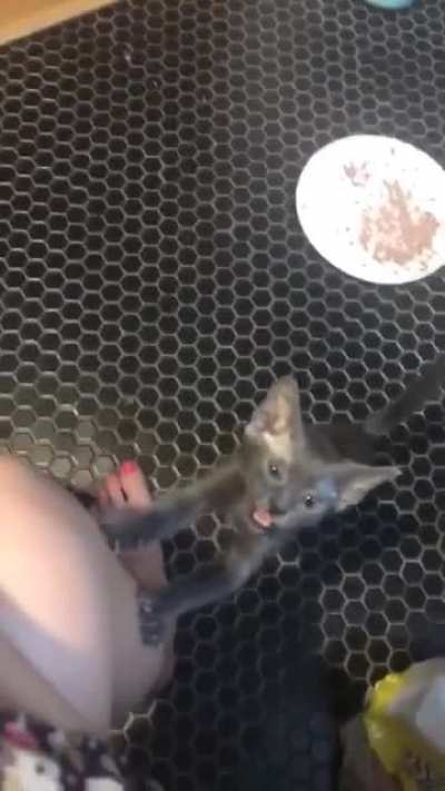 Timmy the Foster Kitten