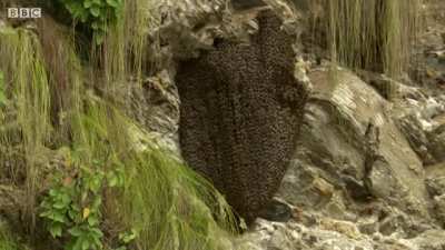 ? Honeybees repel hornets using a ‘shimmering’ defense behavior