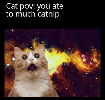 Owner: He seems happy