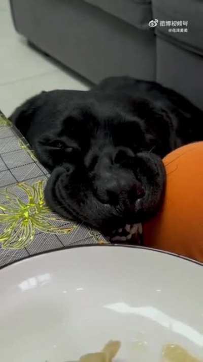 Dumpling derp