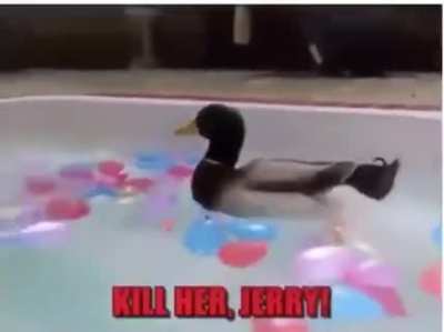 come on jerry