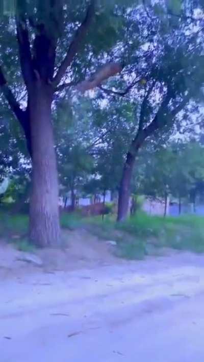Dog does a sick flip.