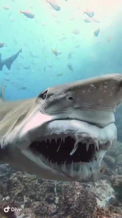 ? Jaw protrusion of a sand tiger shark