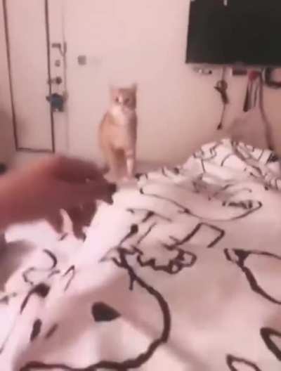 Cat yeets toy fish at human