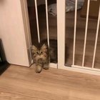 I think my hooman is not watching....ohh shit!!!