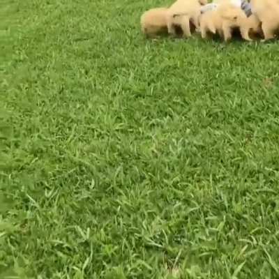puppy heaven ?