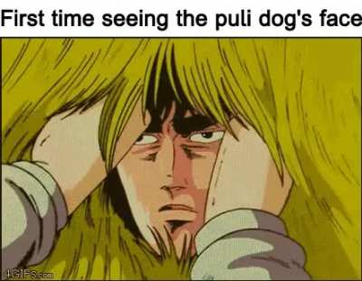 Puli dogs are cute
