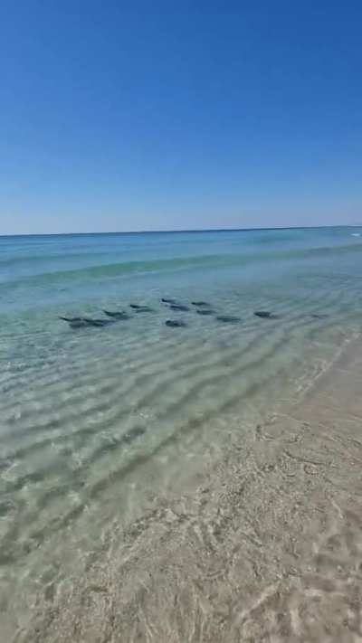 ? A school of stingrays riding a wave ?