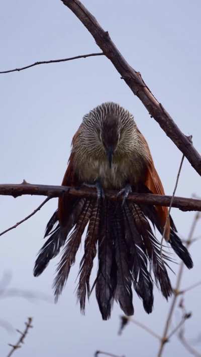 ?The call of the white-browed coucal (Centropus superciliosus)