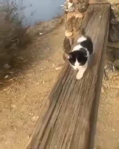 Little explorer ?