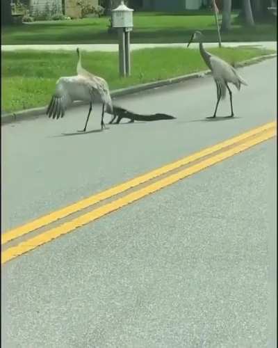 ? Cranes escorting an alligator back to the water