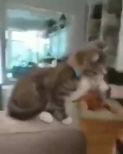 "I can pet doggo too"