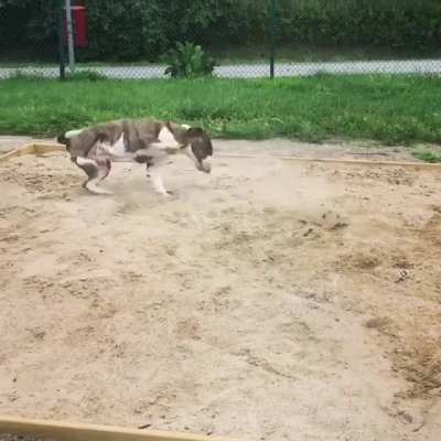 Dognado