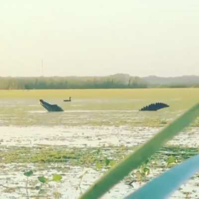 ? This absolute monster of an American Allligator that was caught on film in Florida earlier this week looks like a modern-day dinosaur.