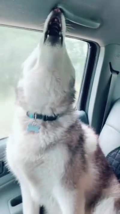 Dumb & Dumber w/ Dogs: "Hey, wanna hear the most annoying sound in the world?"