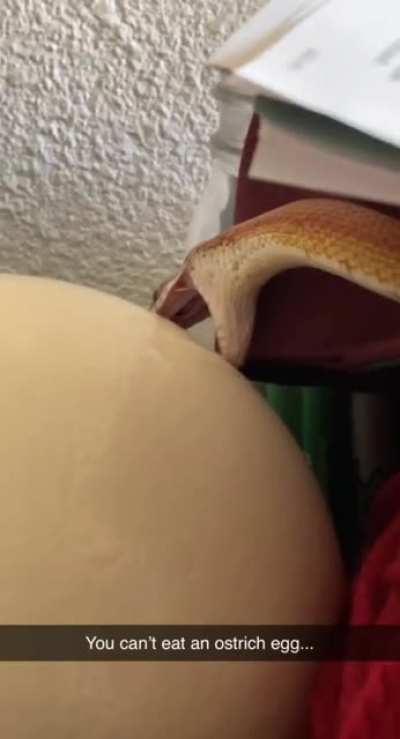 to eat the egg