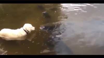 Dog wait patiently to catch a huge catfish