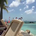 ? Flamingo Beach , Aruba