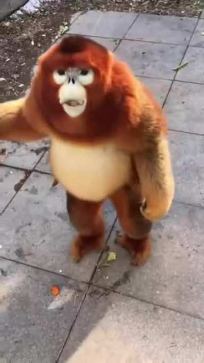 ? Golden snub-nosed monkey
