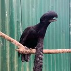 Insane Long-wattled Umbrellabird