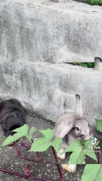 What the pup doing?