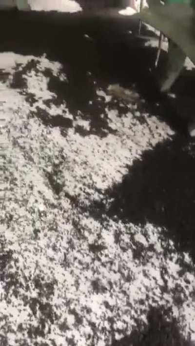 Crazy bug infestation