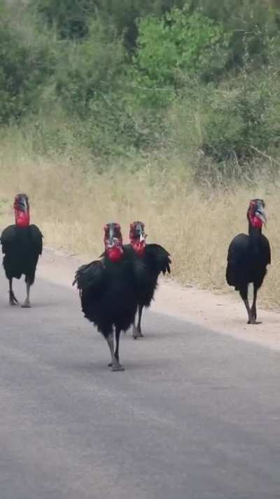 ? A posse of Southern Ground Hornbills