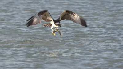 ? Osprey is barely able to lift an Atlantic menhaden the size of its body out of the water