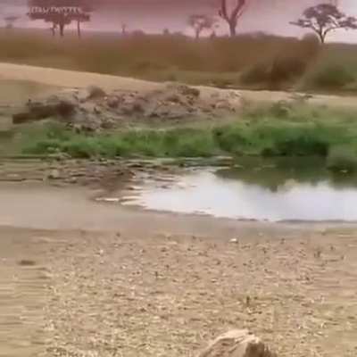 ? Deer dodging lion by doing a crossover...