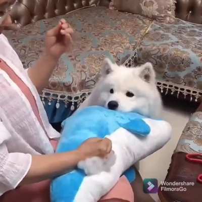 "will dolphin be ok?"