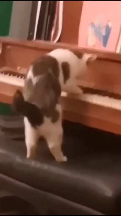 Beethomeow!!