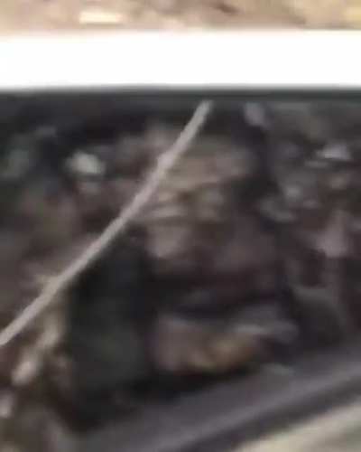 ? Two magnificent Lynxes caught in Huachinera, Sonora
