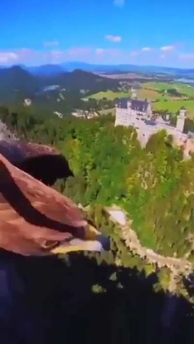 ?An Eagle Soars By Neuschwanstein Castle in German