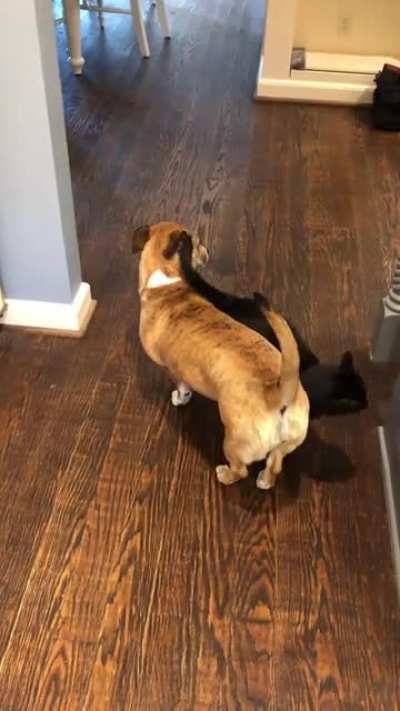 Just so our dog doesn’t get too comfortable around him I guess