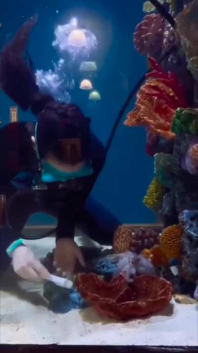 Being an octupus' playmate
