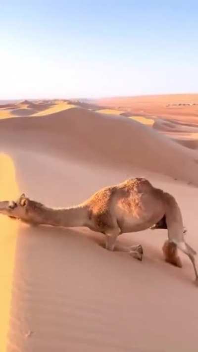 ? How Camels climb sand dunes