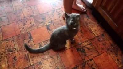 Kitten has never received food before...