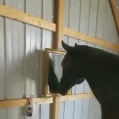 Horse spots himself in the mirror??❤