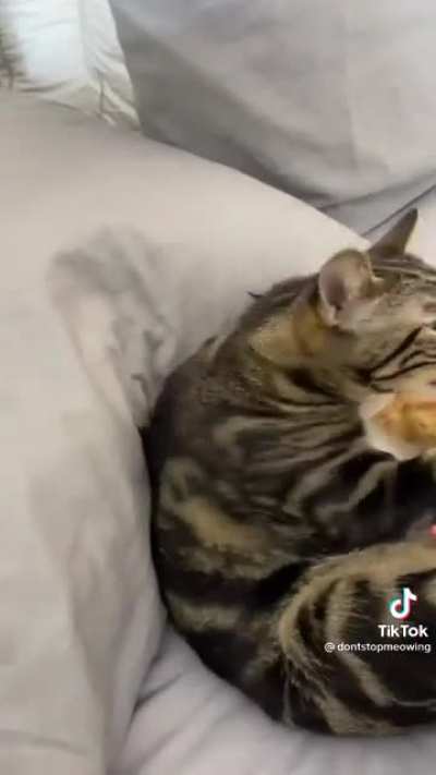 The other cat is soo unbothered