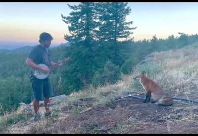 Playing banjo for a wild fox! He came back for an encore.