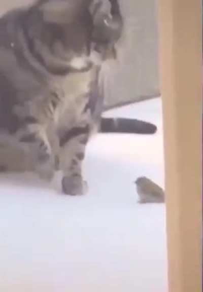 ?? squish
