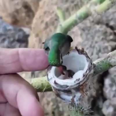 ? Hummingbird chicks are the size of your fingernail