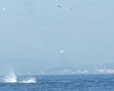 ? Orca puts seal 80 feet into the air.