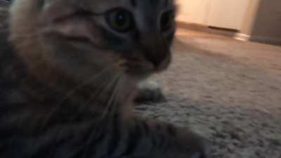 My cat Flipper responds the same way I do when someone puts a camera on me…