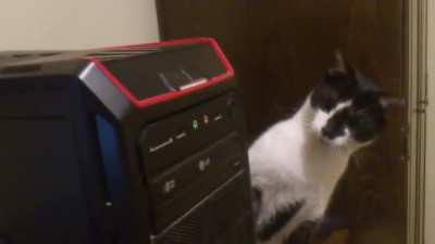 Curious kitty startled by cd drive…