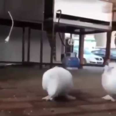 execution 10/10