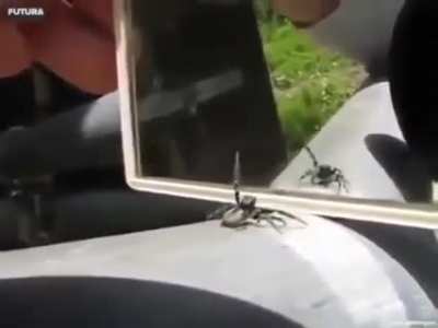 ? This spider's reaction when it sees itself in the mirror