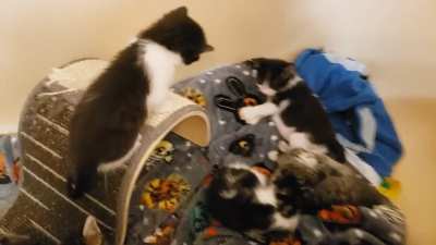 Toby doesn't like it when the babies cry!